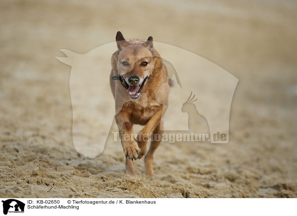 Schferhund-Mischling / Shepherd-Mongrel / KB-02650