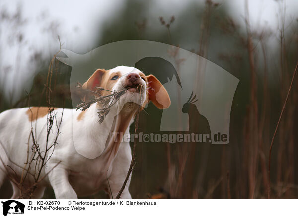 Shar-Pei-Podenco Welpe / Shar-Pei-Podenco Puppy / KB-02670