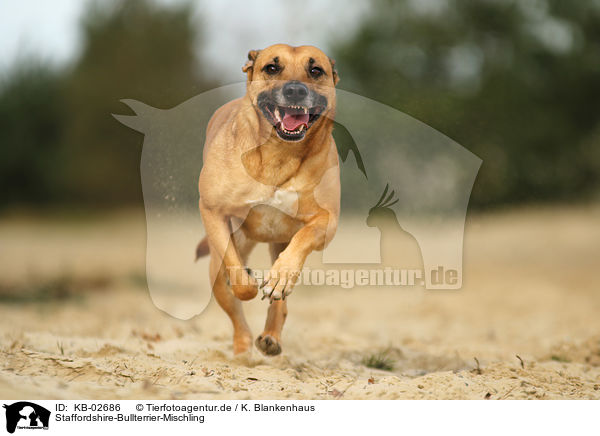 Staffordshire-Bullterrier-Mischling / Staffordshire-Bullterrier-Mongrel / KB-02686