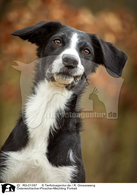 sterreichischer-Pinscher-Mischling Portrait / RG-01397