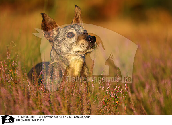 alter Dackel-Mischling / old Dachshund-Mongrel / KB-02909