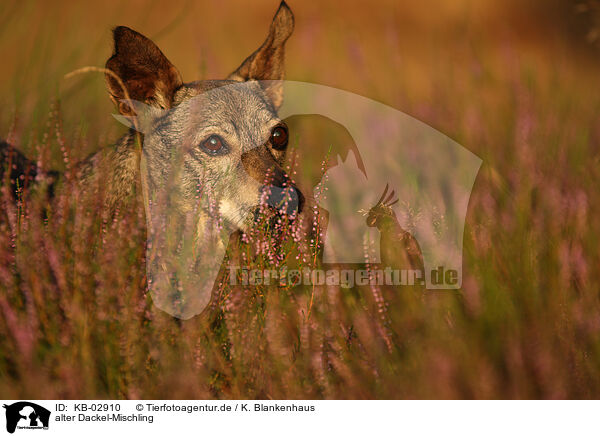 alter Dackel-Mischling / old Dachshund-Mongrel / KB-02910