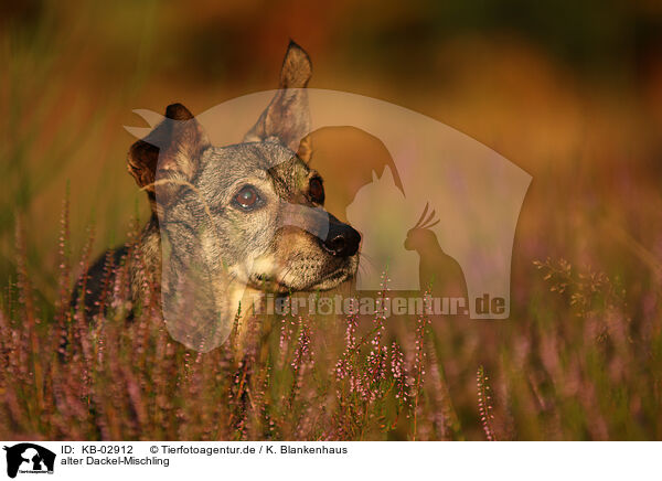 alter Dackel-Mischling / old Dachshund-Mongrel / KB-02912