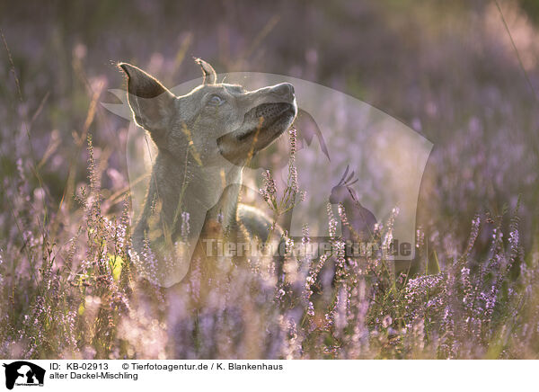 alter Dackel-Mischling / old Dachshund-Mongrel / KB-02913