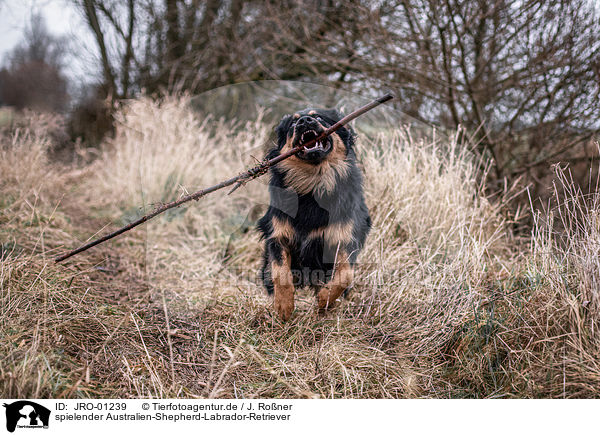 spielender Australien-Shepherd-Labrador-Retriever / playing Australien-Shepherd-Labrador-Retriever / JRO-01239