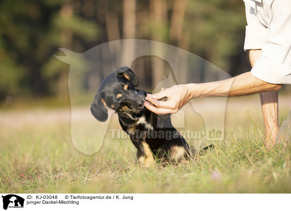 junger Dackel-Mischling / young Dachshund-Mongrel / KJ-03048
