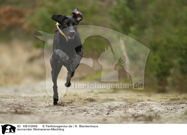 rennender Weimaraner-Mischling / running Weimaraner-Mongrel / KB-03666