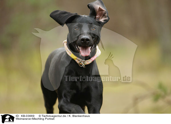 Weimaraner-Mischling Portrait / Weimaraner-Mongrel Portrait / KB-03669