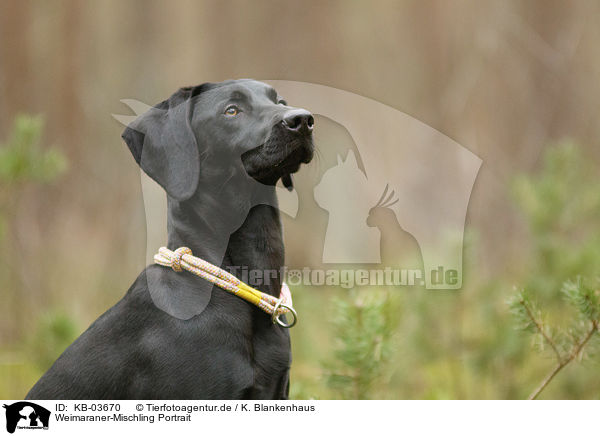 Weimaraner-Mischling Portrait / Weimaraner-Mongrel Portrait / KB-03670
