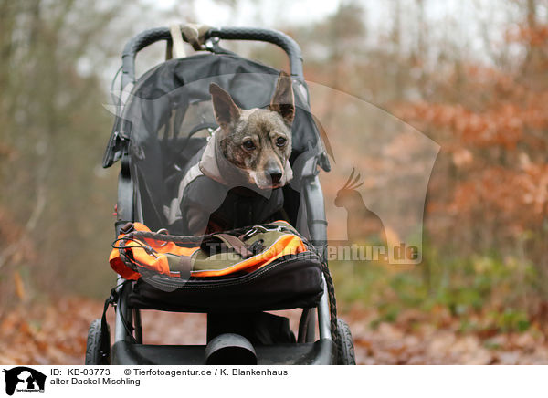 alter Dackel-Mischling / old Dachshund-Mongrel / KB-03773