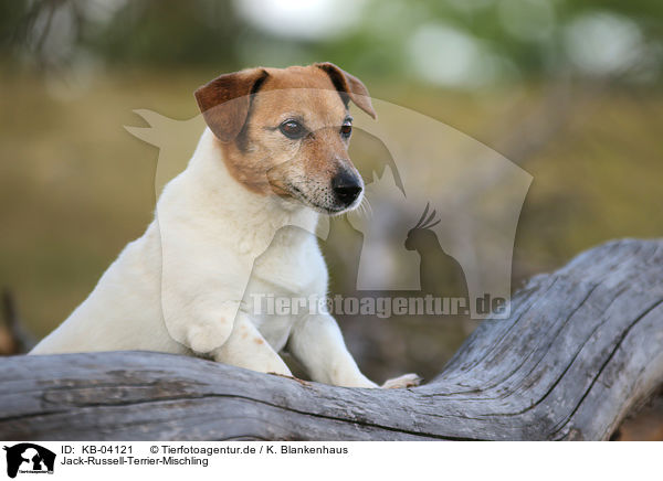 Jack-Russell-Terrier-Mischling / Jack-Russell-Terrier-Mongrel / KB-04121