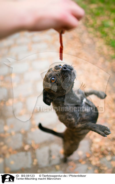 Terrier-Mischling macht Mnnchen / begging Terrier-Mongrel / BS-08123