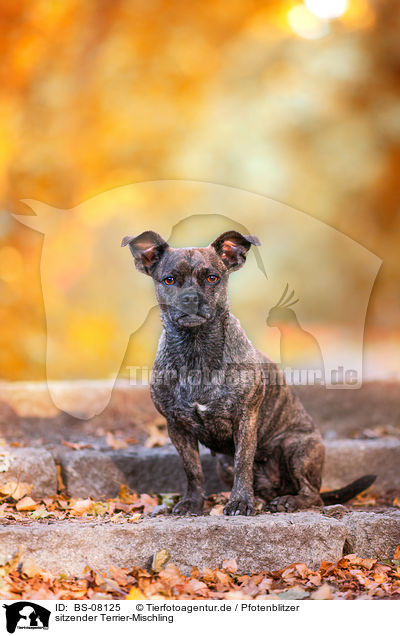 sitzender Terrier-Mischling / sitting Terrier-Mongrel / BS-08125