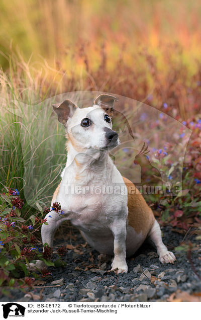 sitzender Jack-Russell-Terrier-Mischling / sitting Jack-Russell-Terrier-Mongrel / BS-08172