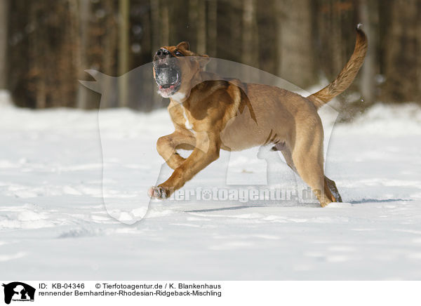 rennender Bernhardiner-Rhodesian-Ridgeback-Mischling / running Saint-Bernard-Rhodesian-Ridgeback-Mongrel / KB-04346
