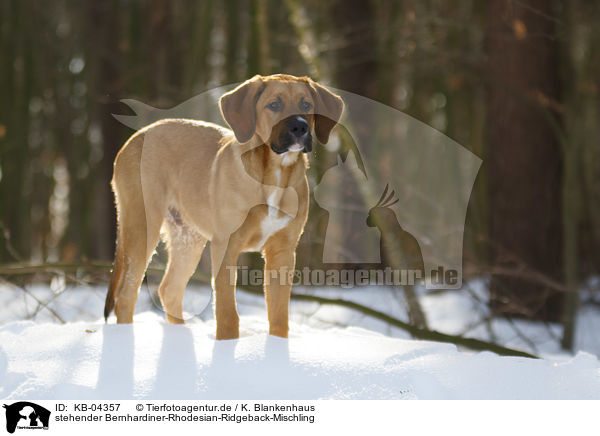 stehender Bernhardiner-Rhodesian-Ridgeback-Mischling / standing Saint-Bernard-Rhodesian-Ridgeback-Mongrel / KB-04357