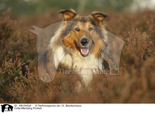 Collie-Mischling Portrait / Collie-Mongrel portrait / KB-04426