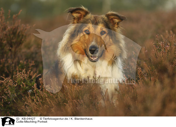 Collie-Mischling Portrait / Collie-Mongrel portrait / KB-04427
