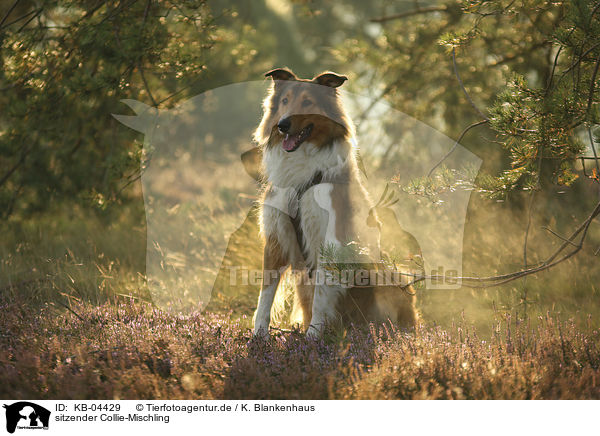 sitzender Collie-Mischling / sitting Collie-Mongrel / KB-04429