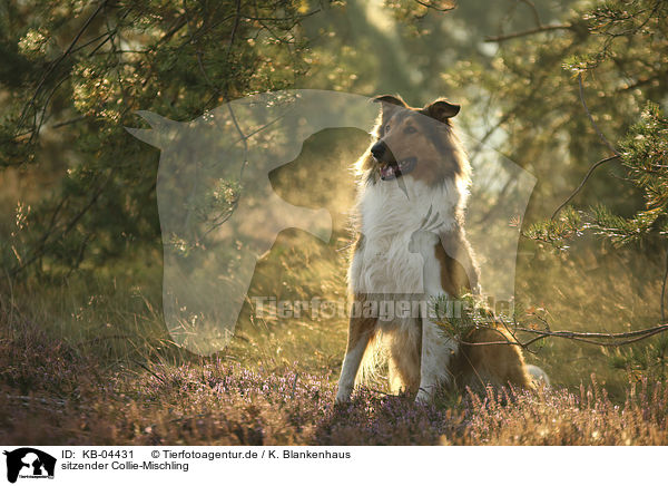 sitzender Collie-Mischling / sitting Collie-Mongrel / KB-04431