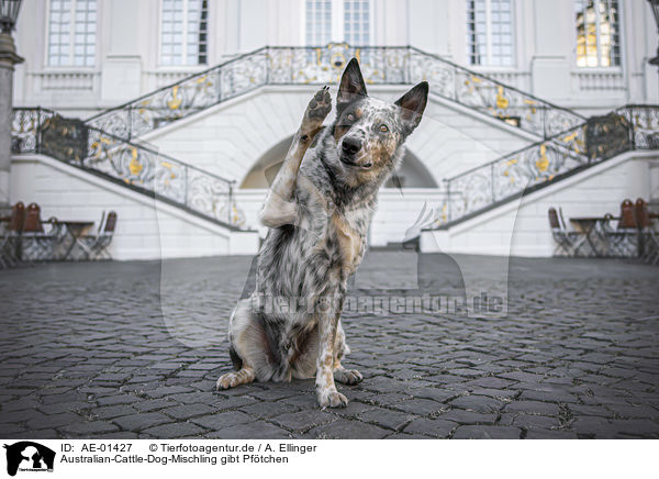 Australian-Cattle-Dog-Mischling gibt Pftchen / Australian-Cattle-Dog-Mongrel gives paw / AE-01427