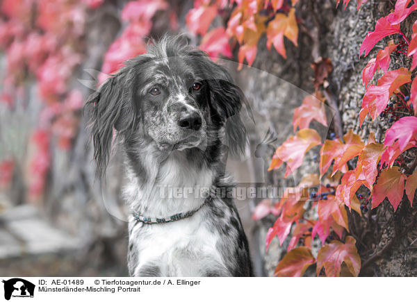 Mnsterlnder-Mischling Portrait / Munsterlander-Mongrel Portrait / AE-01489