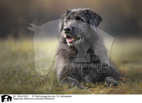 liegender Akita-Inu-Labrador-Retriever / lying Akita-Inu-Labrador-Retriever / DH-01261