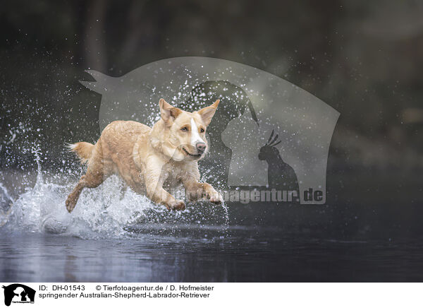 springender Australian-Shepherd-Labrador-Retriever / DH-01543