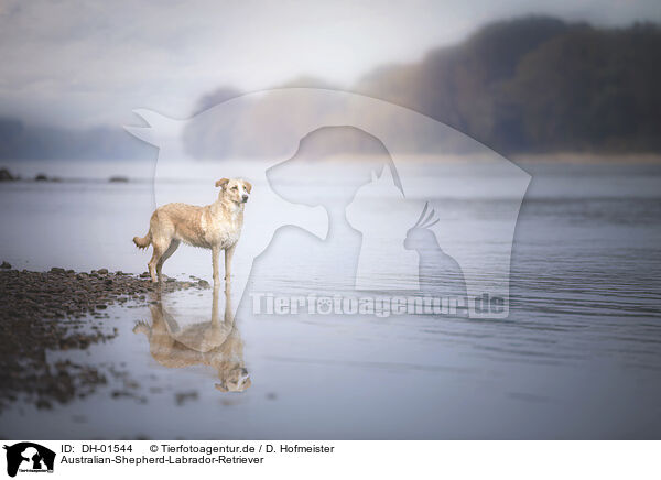 Australian-Shepherd-Labrador-Retriever / DH-01544