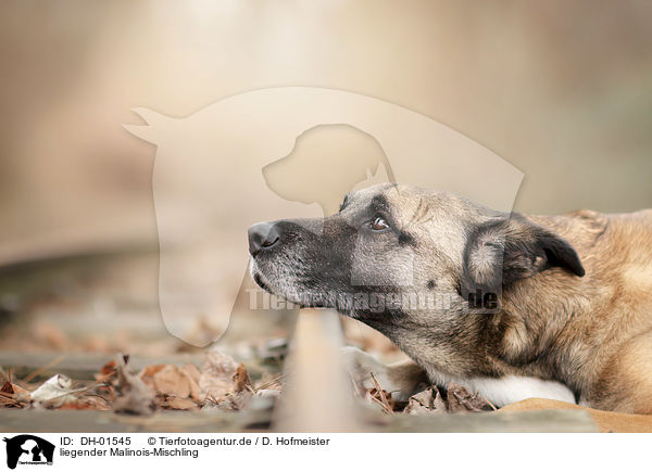 liegender Malinois-Mischling / lying Malinois-Mongrel / DH-01545