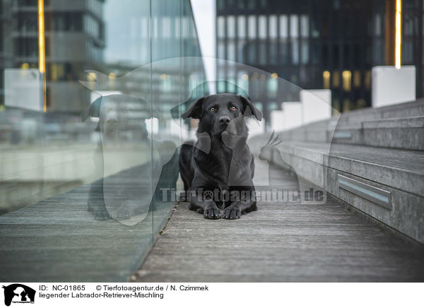 liegender Labrador-Retriever-Mischling / lying Labrador-Retriever-Mongel / NC-01865