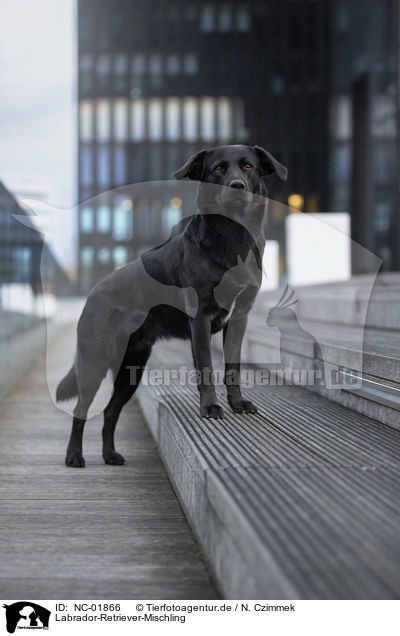 Labrador-Retriever-Mischling / Labrador-Retriever-Mongel / NC-01866