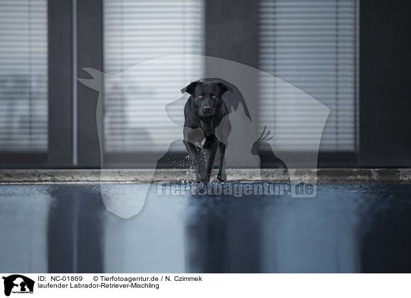 laufender Labrador-Retriever-Mischling / walking Labrador-Retriever-Mongel / NC-01869