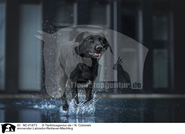 rennender Labrador-Retriever-Mischling / running Labrador-Retriever-Mongel / NC-01873