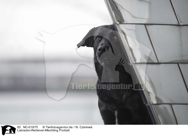 Labrador-Retriever-Mischling Portrait / Labrador-Retriever-Mongel Portrait / NC-01875