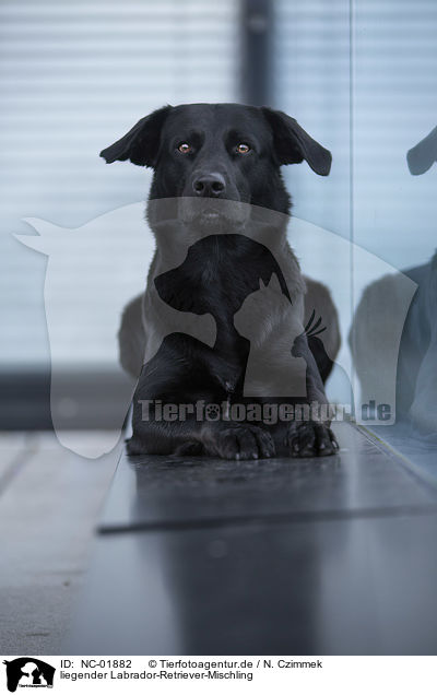 liegender Labrador-Retriever-Mischling / lying Labrador-Retriever-Mongel / NC-01882