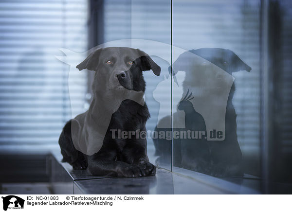 liegender Labrador-Retriever-Mischling / lying Labrador-Retriever-Mongel / NC-01883