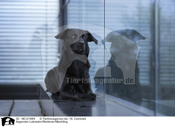 liegender Labrador-Retriever-Mischling / lying Labrador-Retriever-Mongel / NC-01884