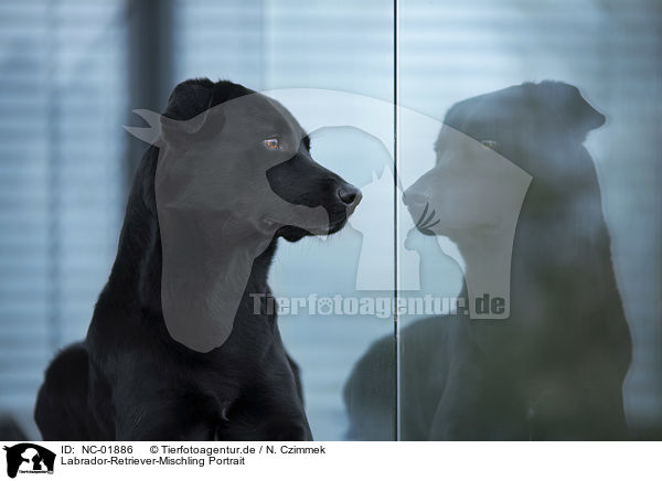 Labrador-Retriever-Mischling Portrait / Labrador-Retriever-Mongel Portrait / NC-01886
