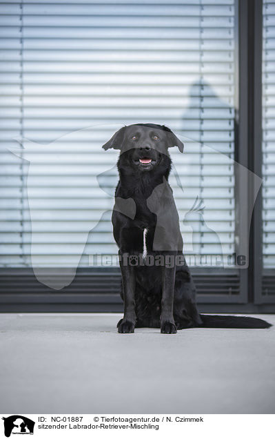 sitzender Labrador-Retriever-Mischling / sitting Labrador-Retriever-Mongel / NC-01887