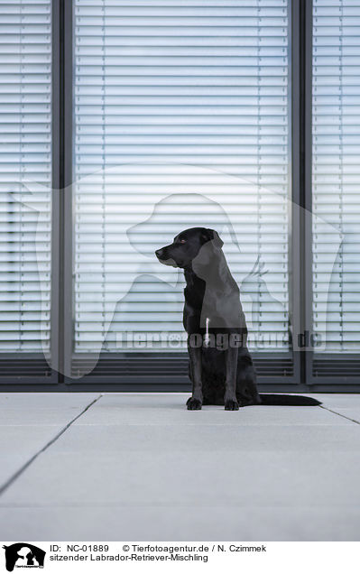 sitzender Labrador-Retriever-Mischling / sitting Labrador-Retriever-Mongel / NC-01889