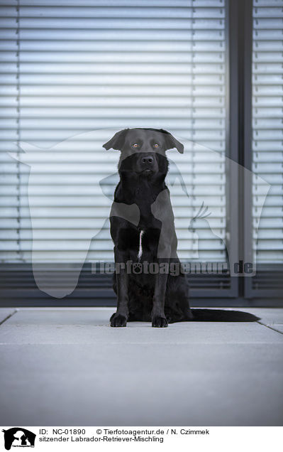 sitzender Labrador-Retriever-Mischling / sitting Labrador-Retriever-Mongel / NC-01890