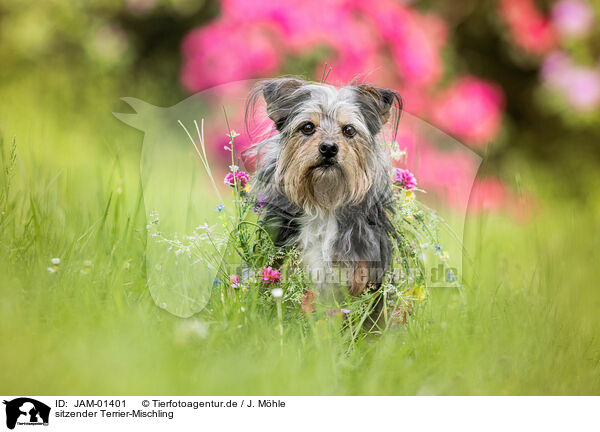 sitzender Terrier-Mischling / sitting Terrier-Mongrel / JAM-01401