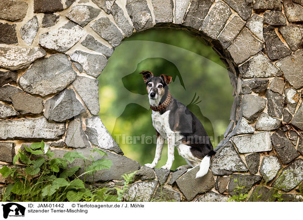 sitzender Terrier-Mischling / sitting Terrier-Mongrel / JAM-01442