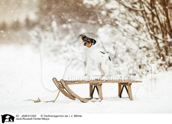 Jack-Russell-Terrier-Mops / Pug-Jack-Russell-Terrier / JAM-01450