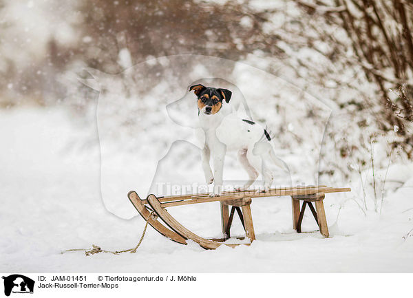 Jack-Russell-Terrier-Mops / Pug-Jack-Russell-Terrier / JAM-01451