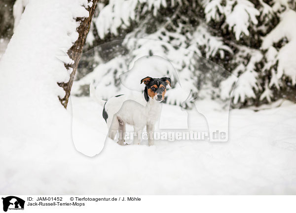 Jack-Russell-Terrier-Mops / Pug-Jack-Russell-Terrier / JAM-01452