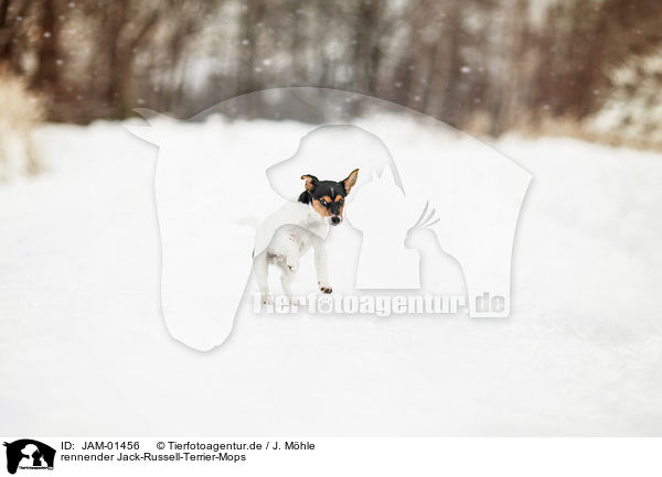 rennender Jack-Russell-Terrier-Mops / running Pug-Jack-Russell-Terrier / JAM-01456