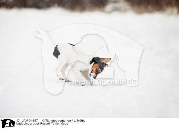 buddelnder Jack-Russell-Terrier-Mops / digging Pug-Jack-Russell-Terrier / JAM-01457