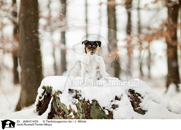 Jack-Russell-Terrier-Mops / Pug-Jack-Russell-Terrier / JAM-01459